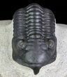Morocconites Trilobite - Great Shell Detail #71195-2